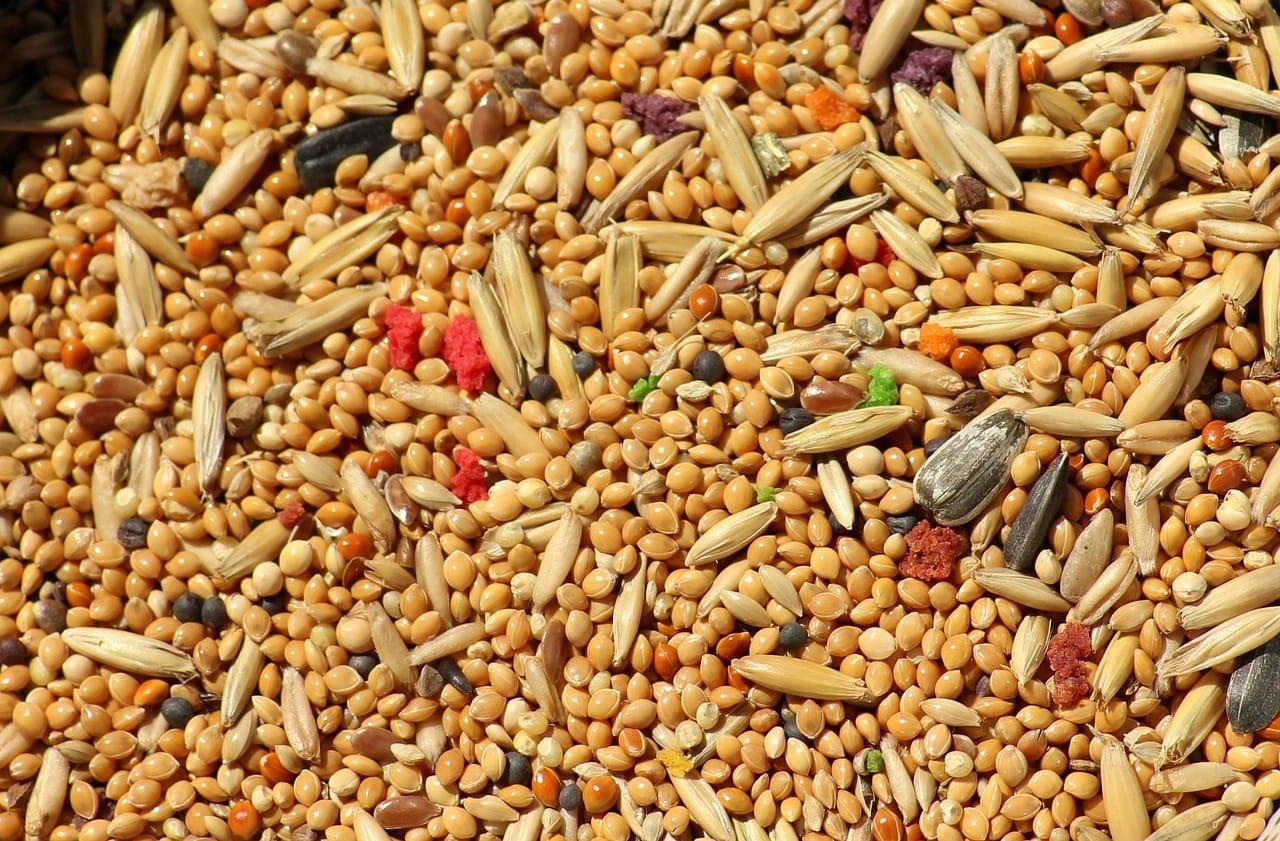 kvplus/articles/06d4c7920b6460cde761f089c40a221b_seeds-3601581_1280.jpg