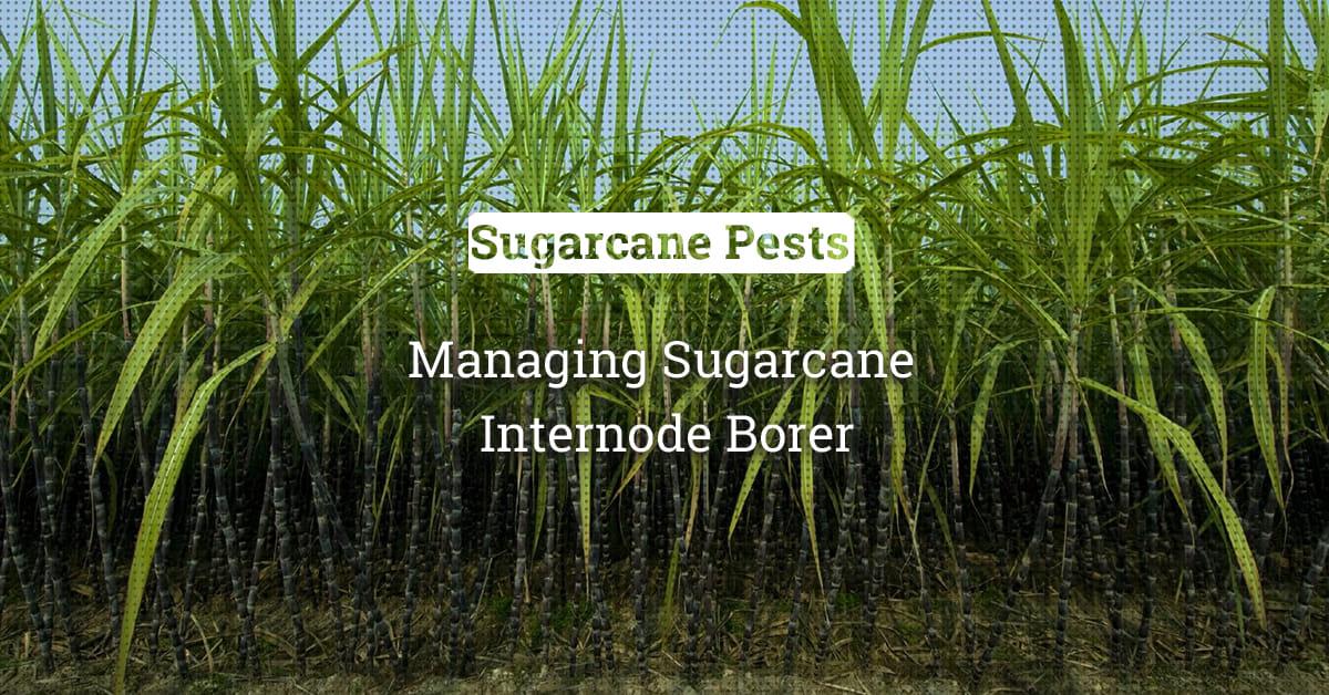 kvplus/articles/0a905917afeb56ad9a93f2a2c5635391_Managing-Sugarcane.jpg