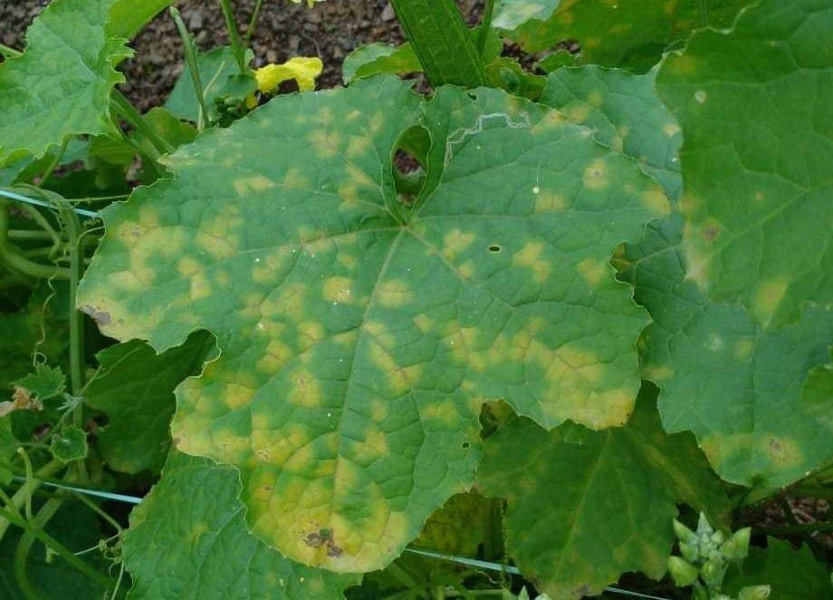 kvplus/articles/2408ce965cc7498cdd0a70ab6e345a5e_downy-mildew.jpg