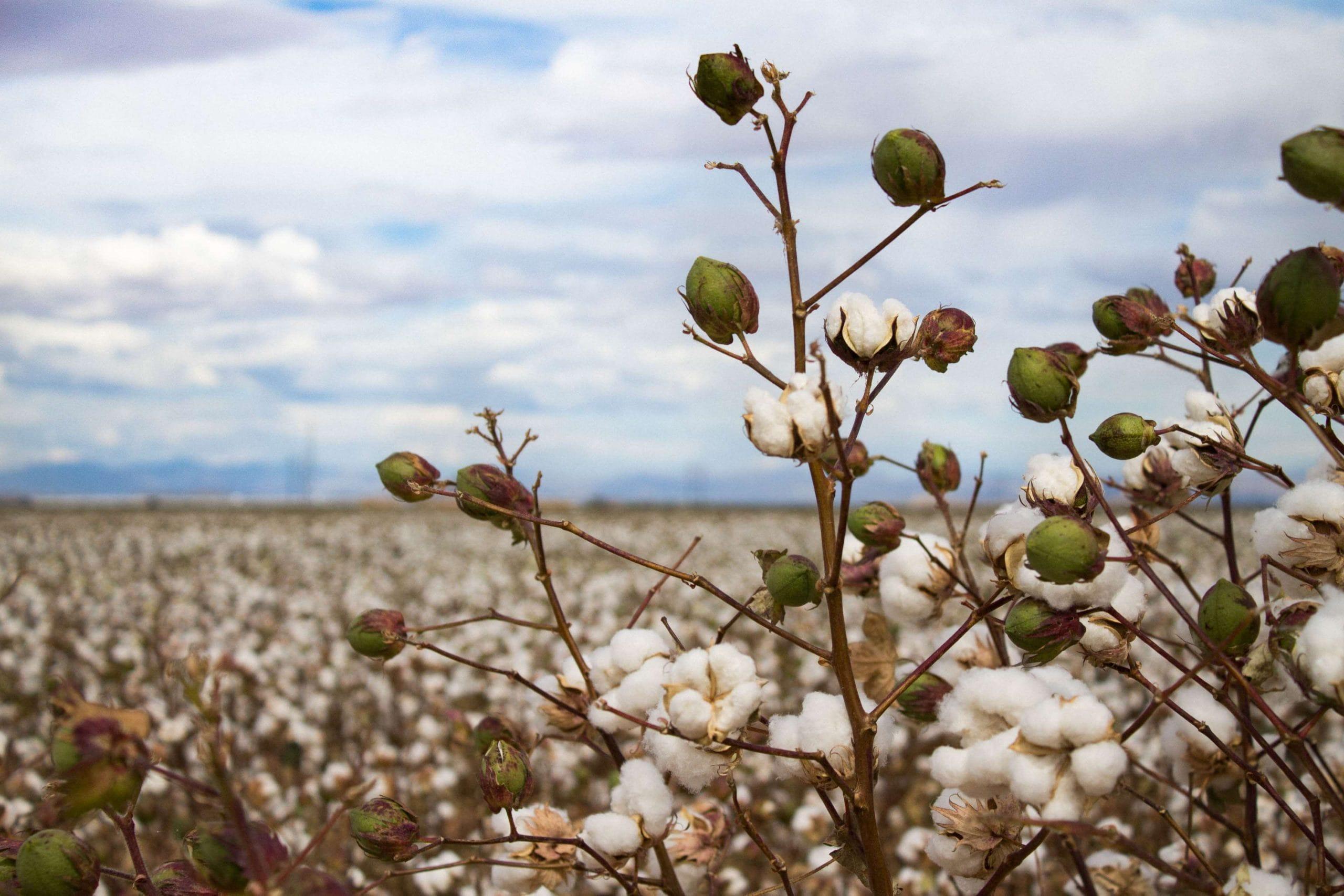 kvplus/articles/3be1f43c7002c5265beac761e96b0236_pxfuel-4-scaled.jpg