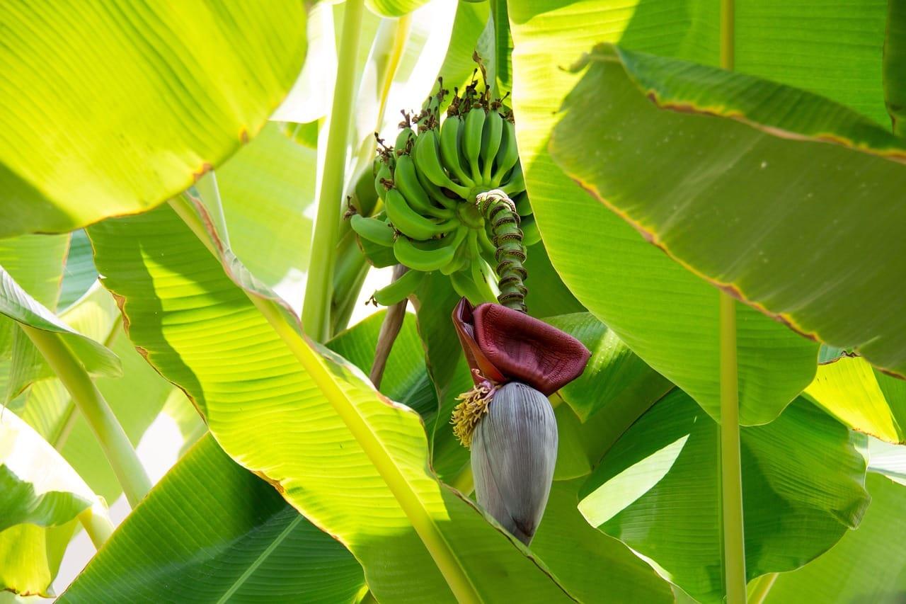 kvplus/articles/4b4dba263e73db965684881097f52fb0_banana-981176_1280.jpg