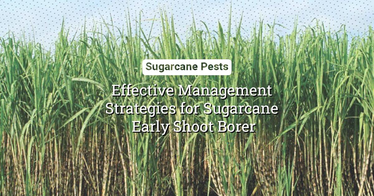 kvplus/articles/599e3908bc1c091a37eb208c561ef447_Sugarcane-Pests.jpg