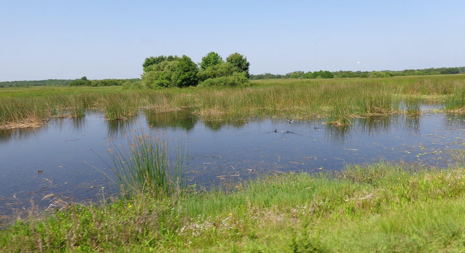 kvplus/articles/83819331043b03d74f2e867e74c0c72b_wetland-968762_1920.jpg
