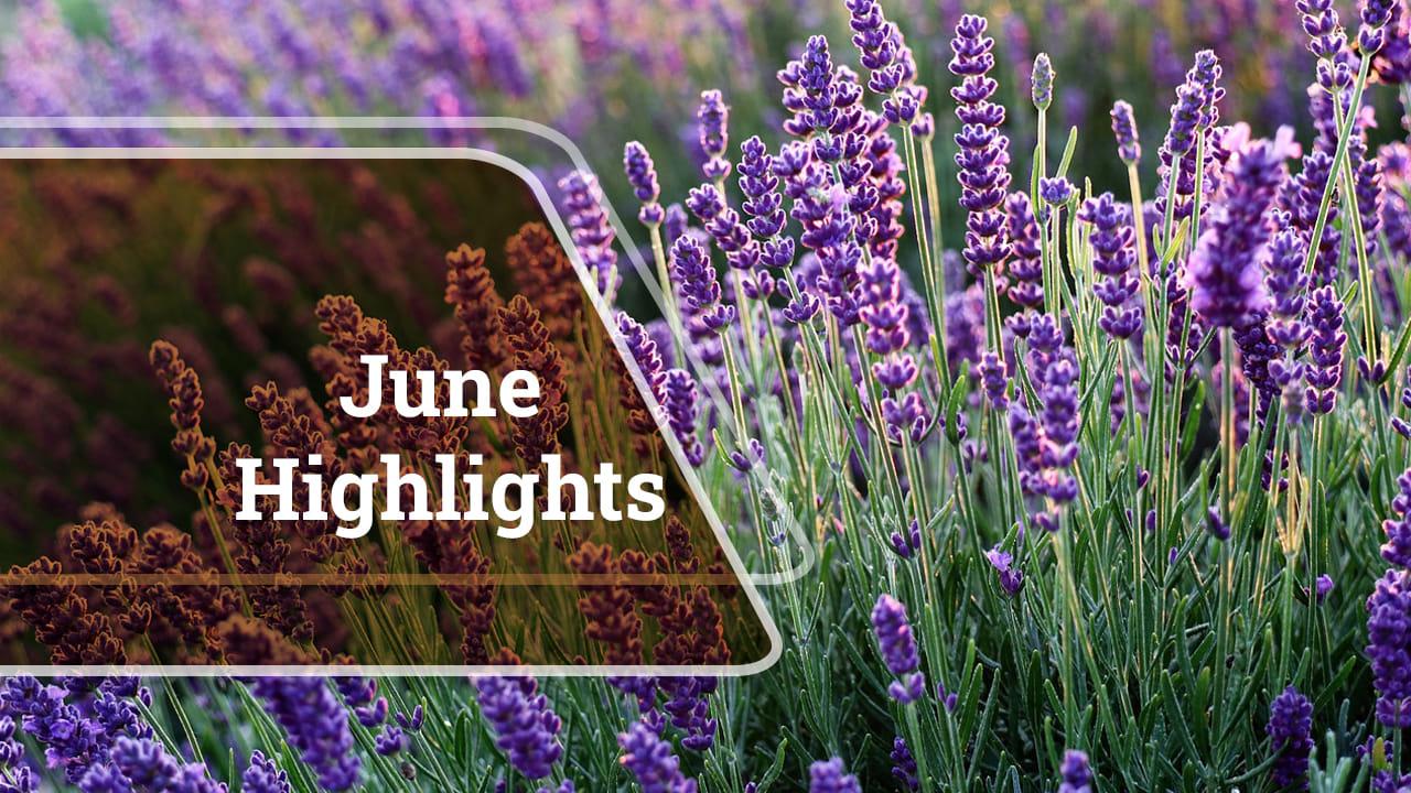 kvplus/articles/997c3d94b4accbc9cbbcb7f0367a4325_June-Highlights.jpg