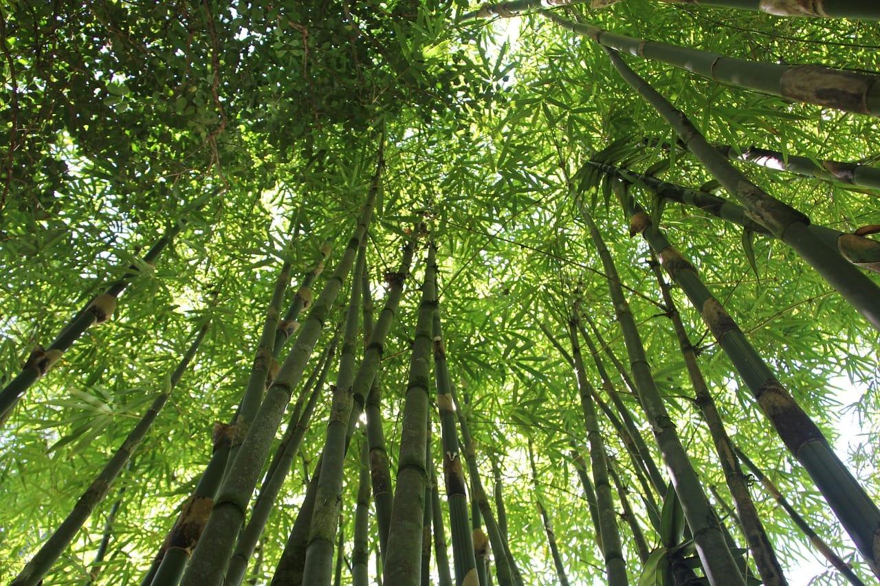 kvplus/articles/bamboo-g670b0d7a8_1280.jpg