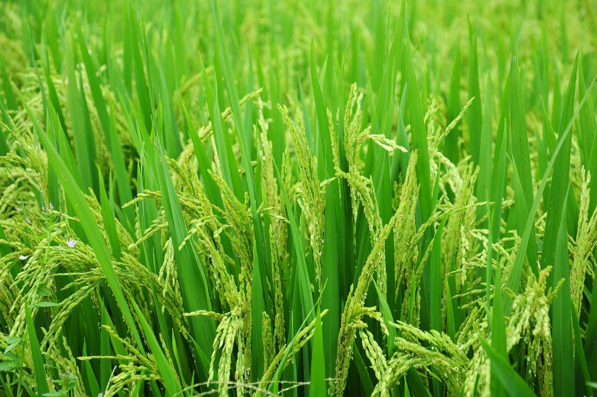 kvplus/articles/ea8b35f9ec627446e2f6342c6f56d248_rice-g03c747f6f_1920.jpg