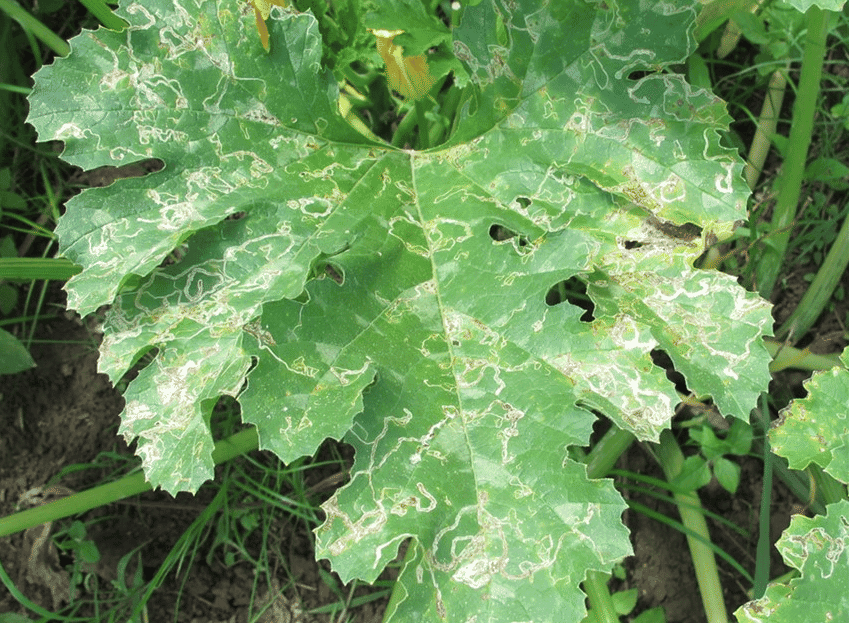 kvplus/articles/leaf-miner.png