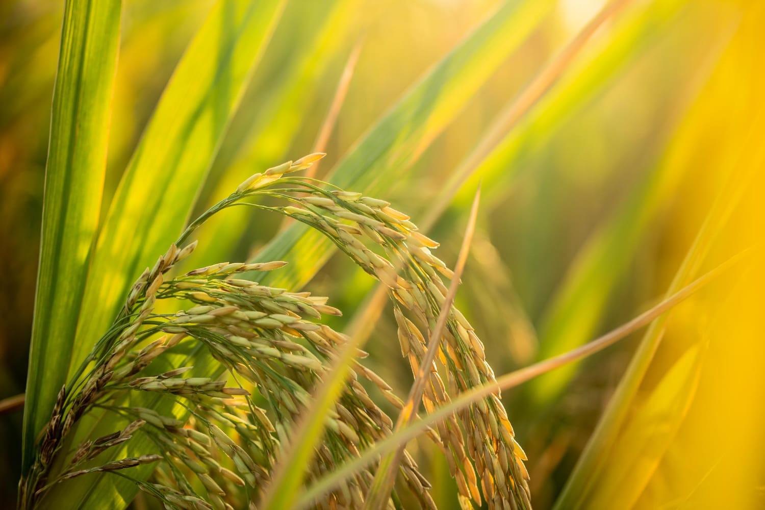 kvplus/articles/piece-golden-rice-rice-waiting-be-harvested-2.jpg