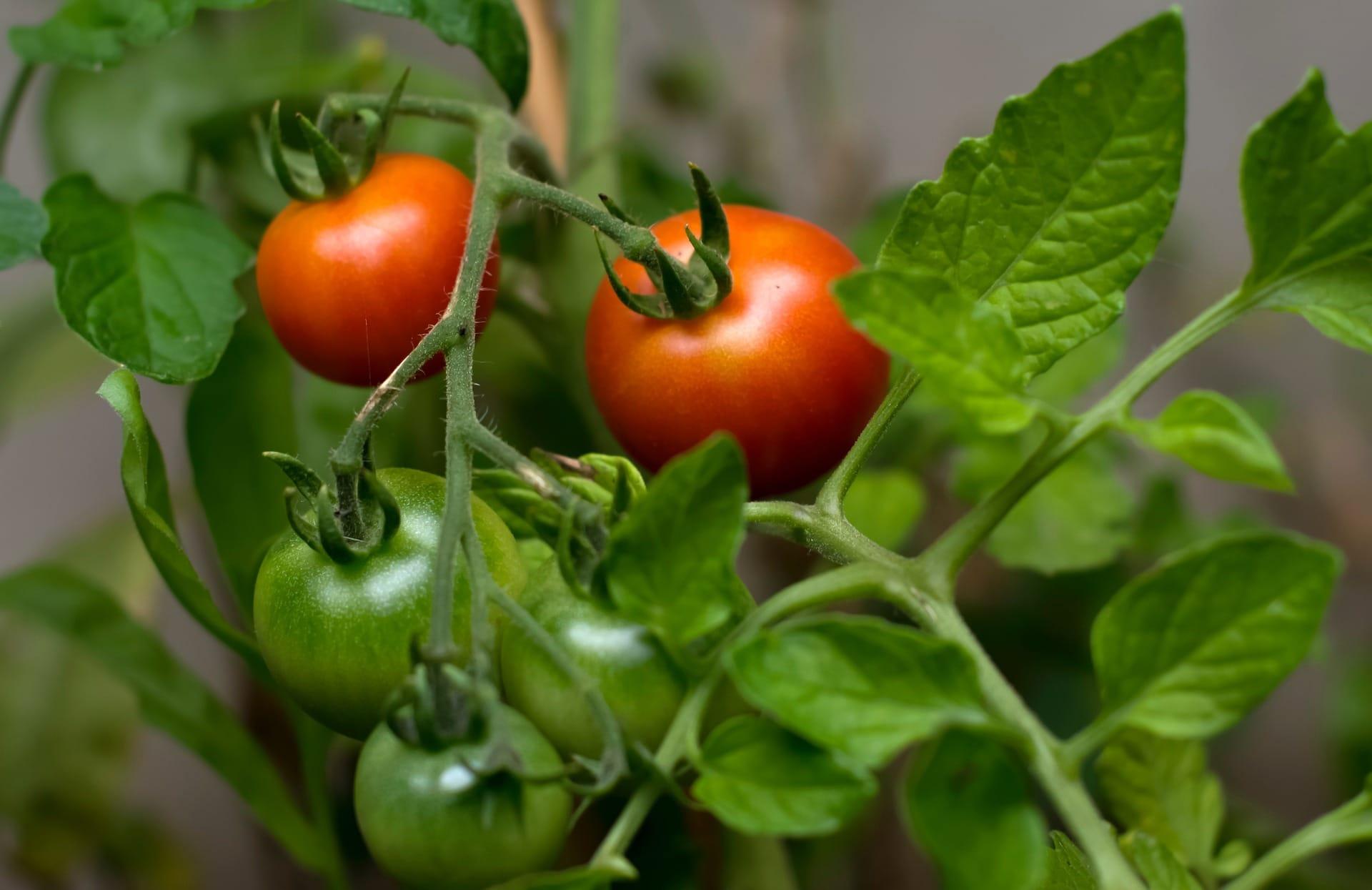 kvplus/articles/tomato-g10f7b9109_1920.jpg