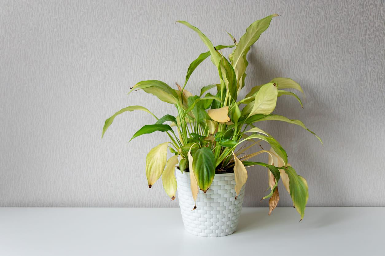 Basic Steps to Revive Your Drooping Peace Lily Plant