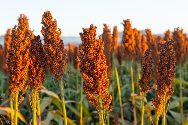 Learn About a Crop That Survives 2 Weeks Without Water