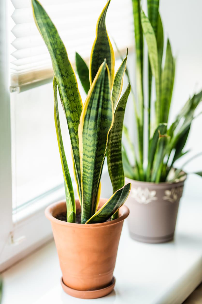 Top 10 NASA-Approved Air-Purifying Indoor Plants