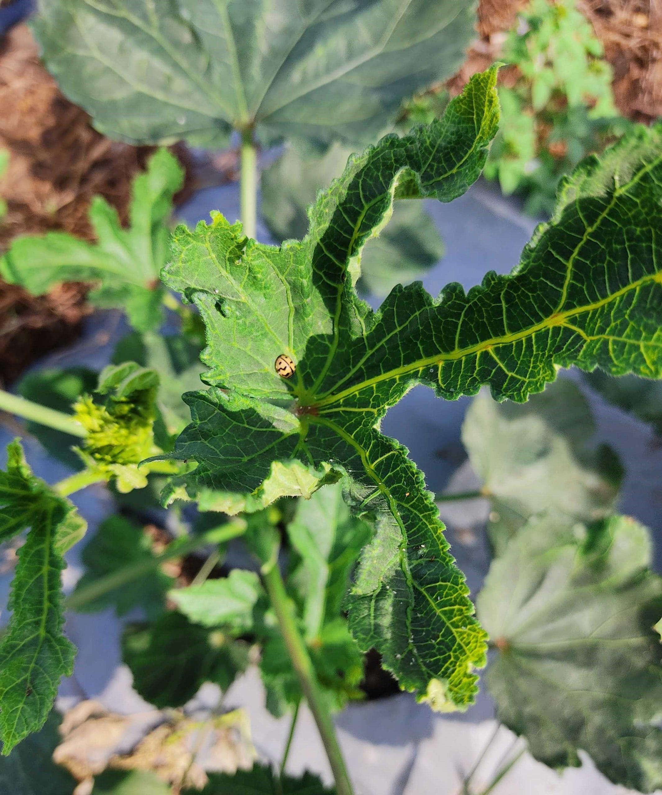 Saving Bhendi: Shielding Crops from Yellow Vein Virus