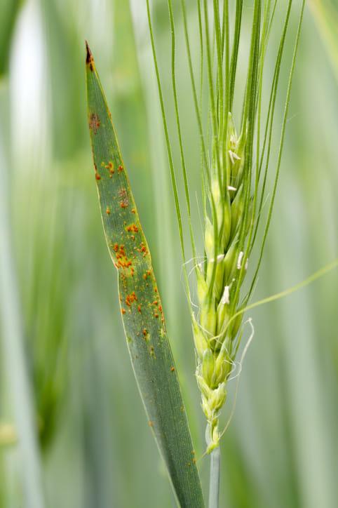 Effective Strategies to Control Black Rust in Wheat