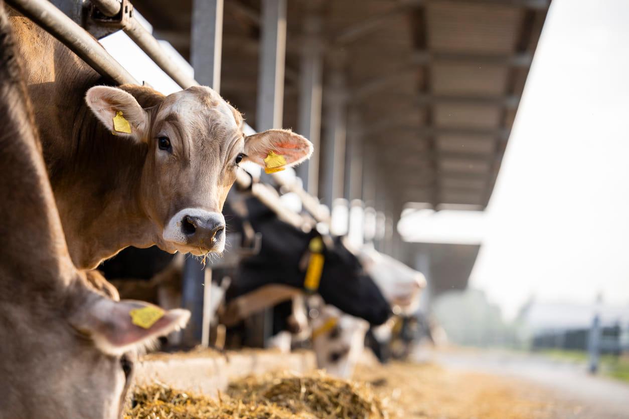 To learn more about farming, click the link below to visit Kisan Vedika . Get valuable information for your agriculture journey!