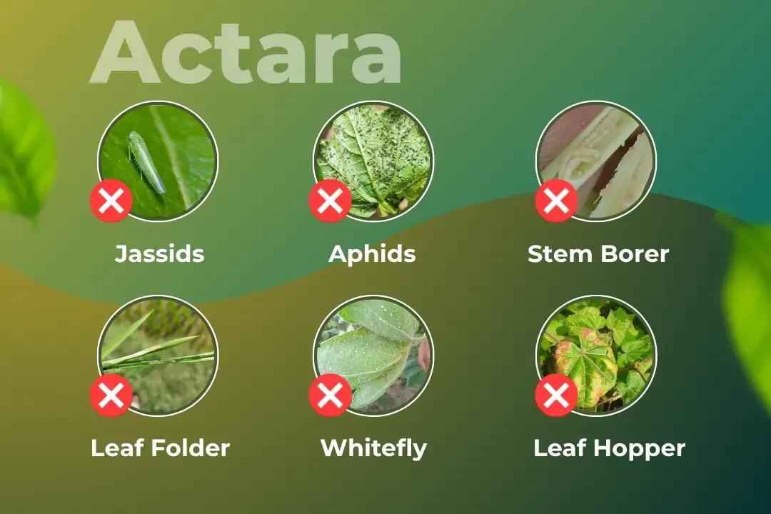 Actara Insecticide Target Pest