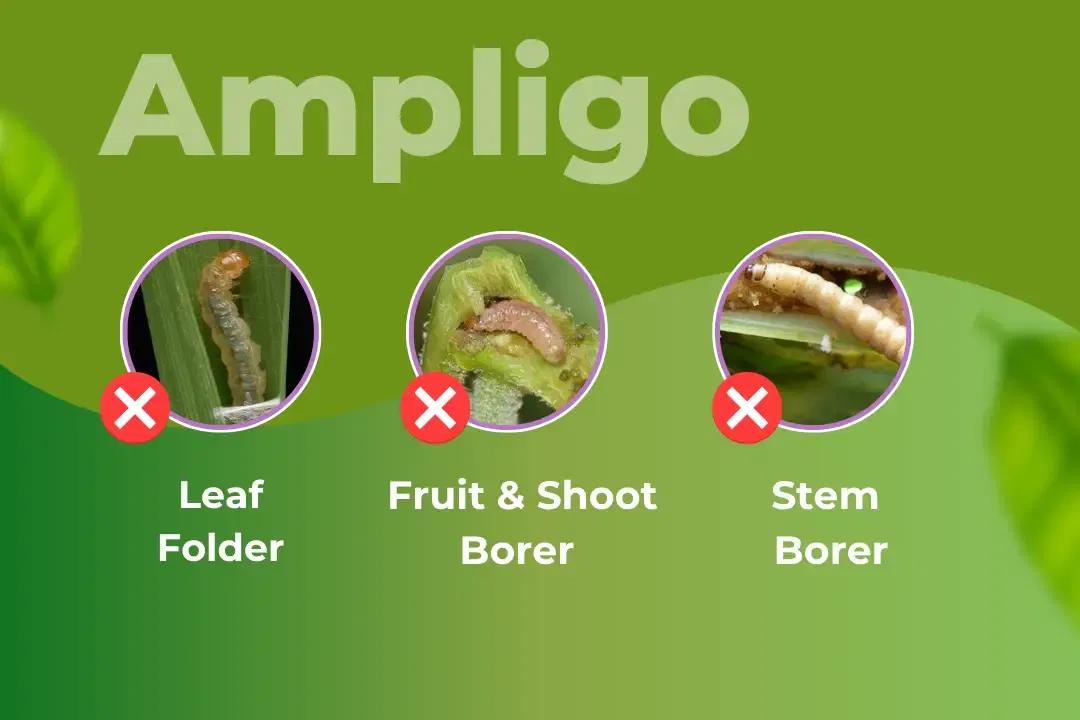Ampligo Insecticide Target Pest