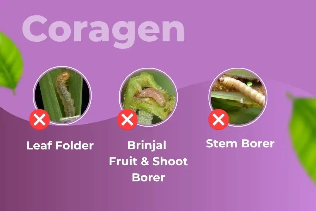 Coragen Insecticide Target Pest