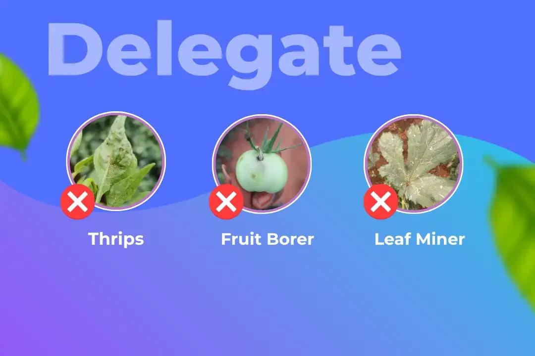Delegate Insecticide Target Pest