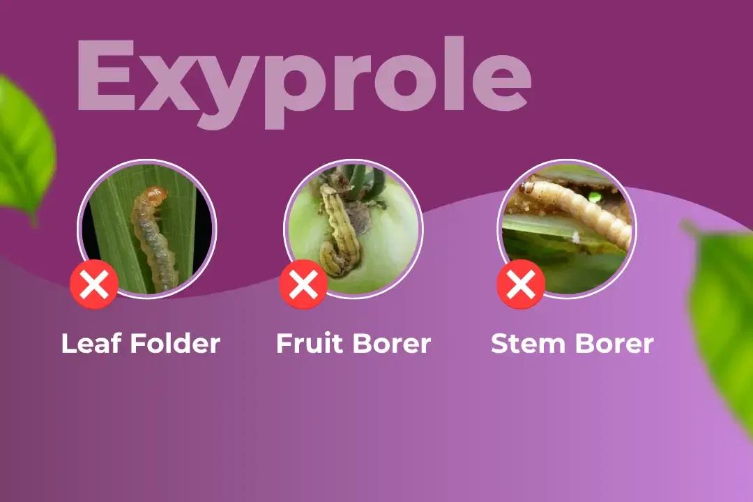 Exylon Exyprole Insecticide Target Pest