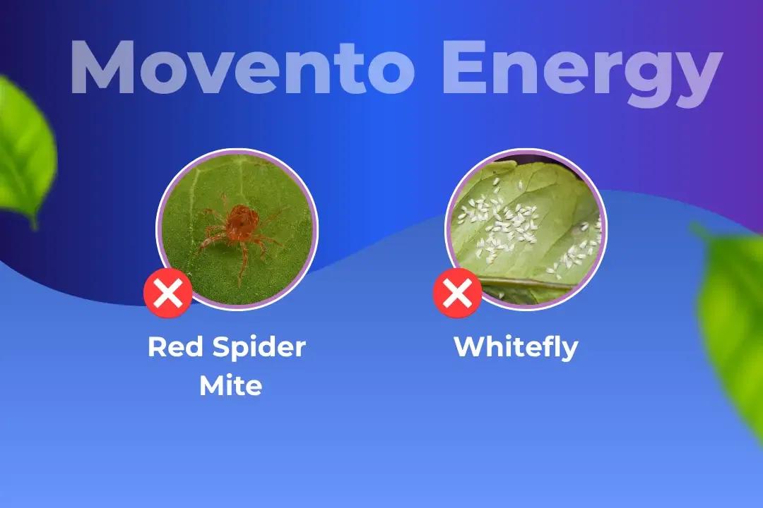 Movento Energy Insecticide Target Pest