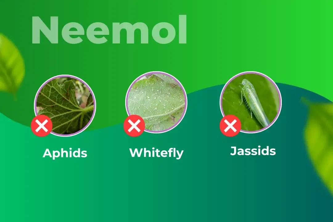 Greenpeace Neemol 10000 Ppm Bio Insecticide Target Pest
