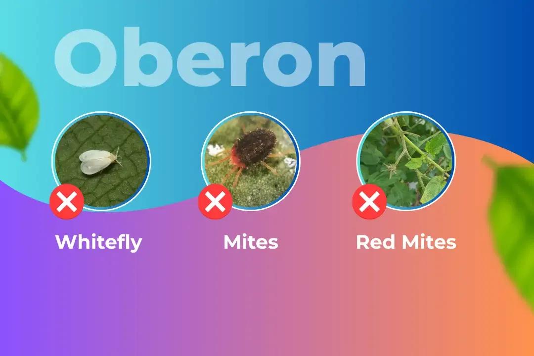 Oberon Insecticide Target Pest