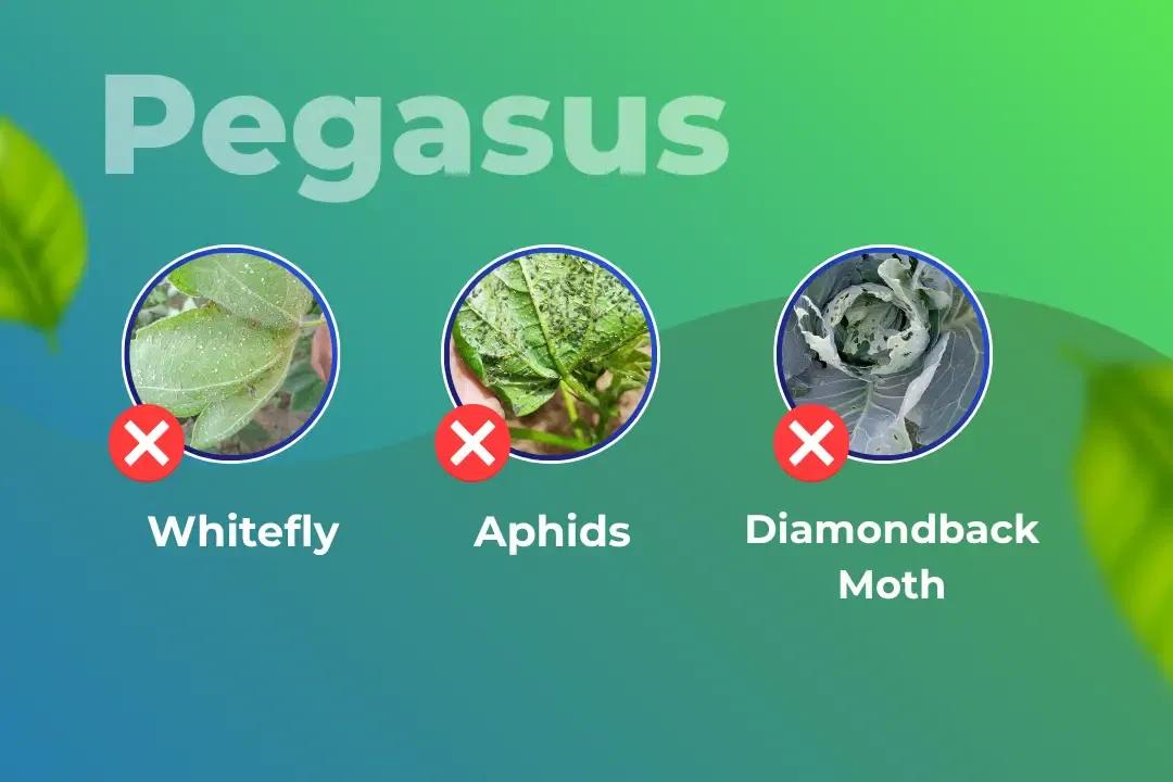 Pegasus Insecticide Target Pest