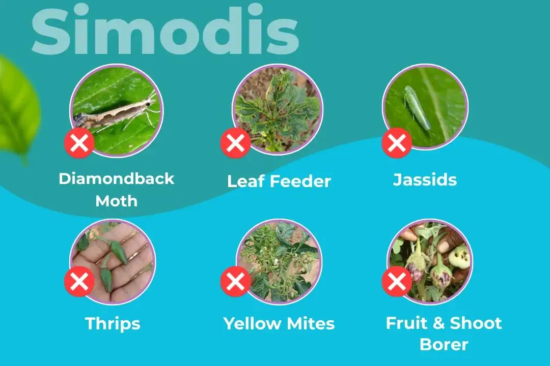 Simodis Insecticide Target Pest