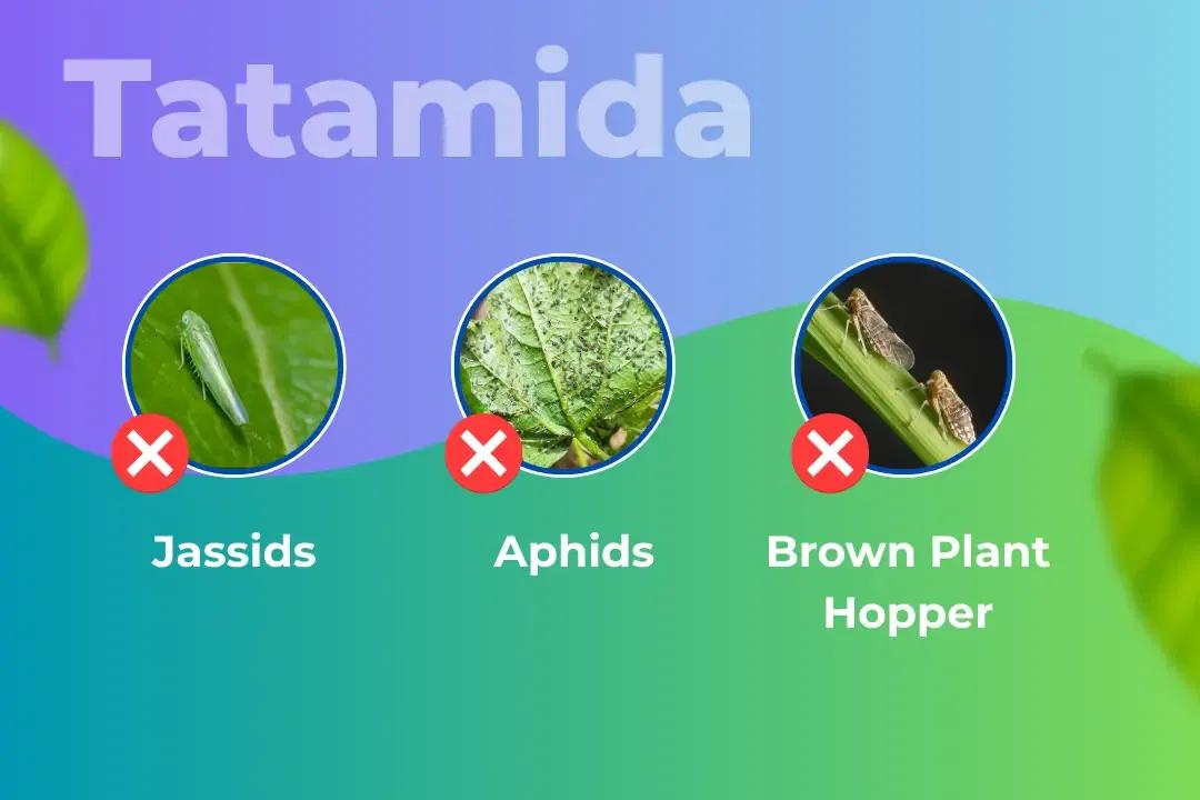 Tatamida Insecticide Target Pest