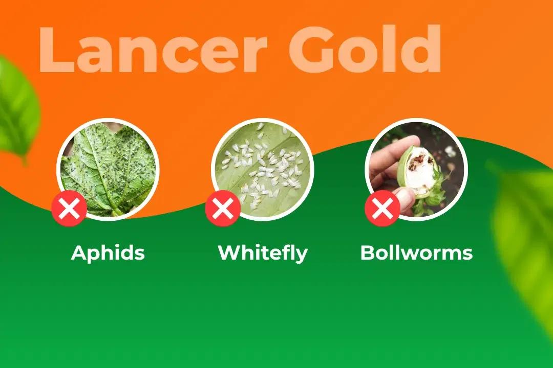 UPL Lancer Gold Insecticide Target Pest