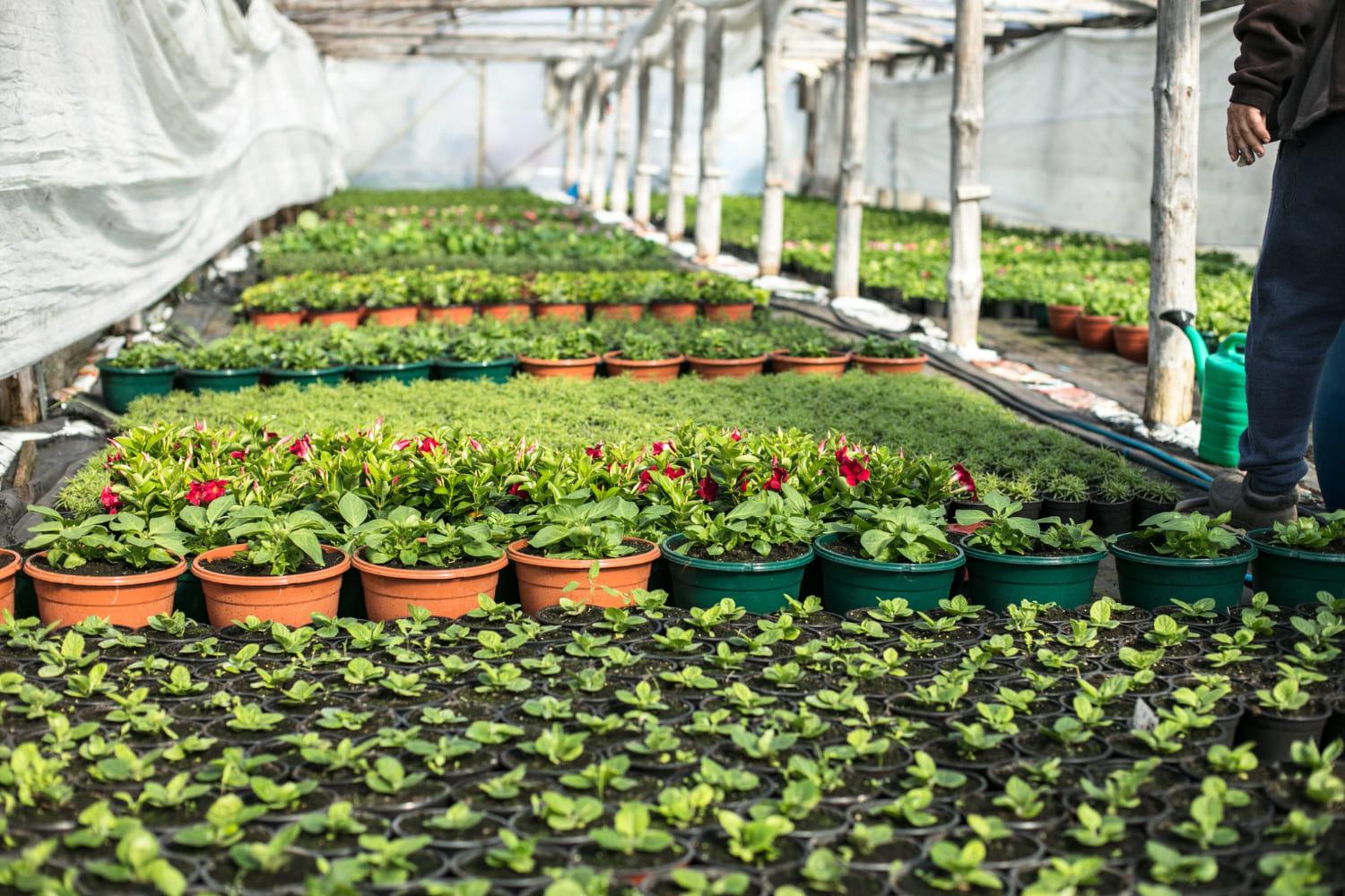 kvplus/articles/1bb5f6495e57c07888f0a9a14bc306ca_closeup-shot-plants-flowerpots-1.jpg