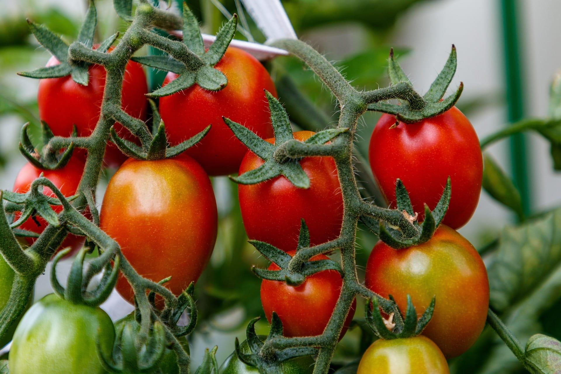 kvplus/articles/47779f64ec30d5d6673919423a64b95c_tomatoes-4552185_1920.jpg