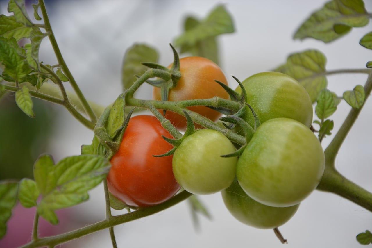 kvplus/articles/4c41eb295b5885715579ddf2d1bcfe0e_tomatoes-2523989_1280.jpg