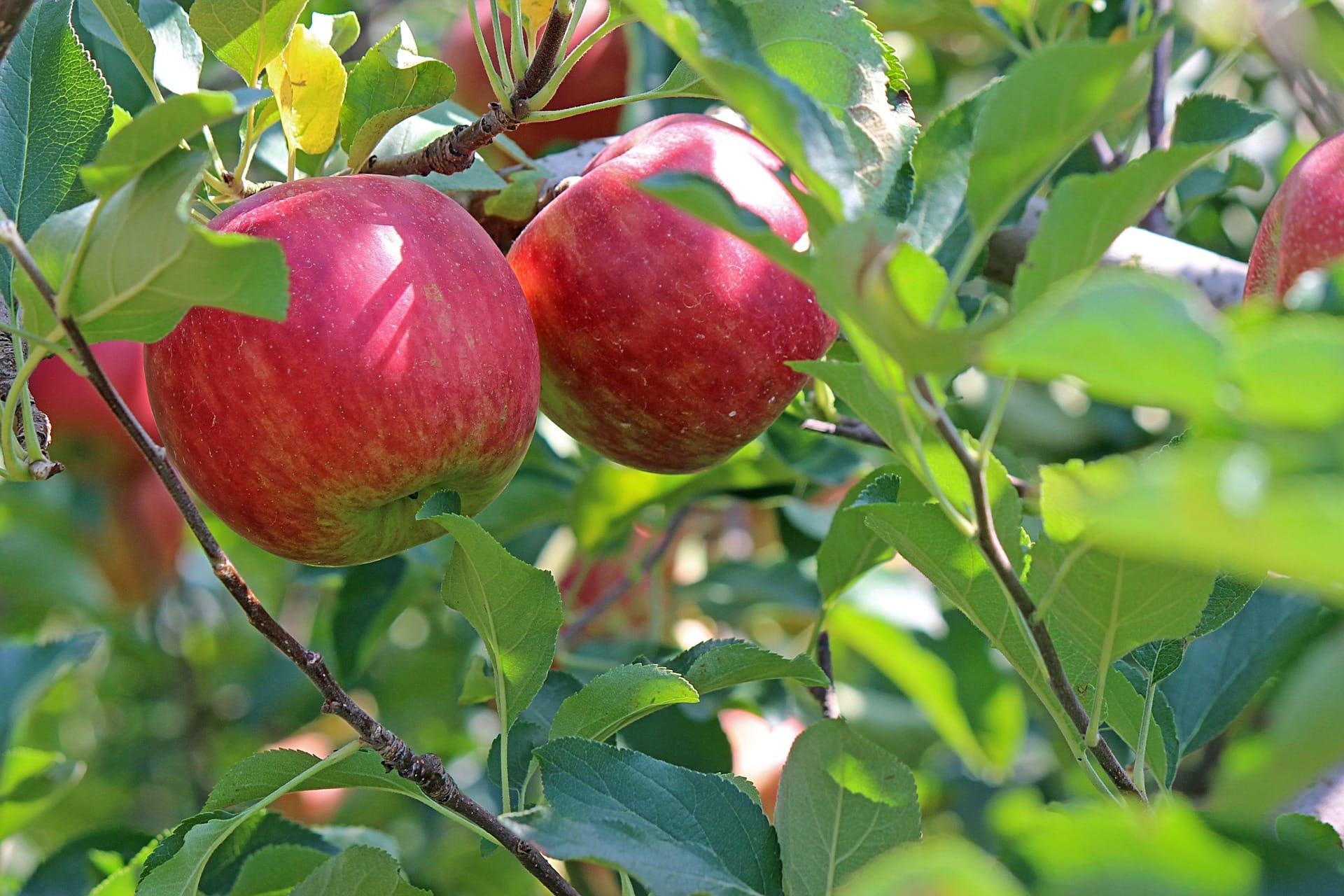 kvplus/articles/4f71c18fdb5b700308107834f1ee7141_apple-g376b8bdc1_1920.jpg