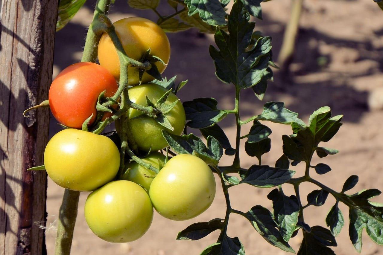 kvplus/articles/5fa8d7e64162e9f237442df9245fb825_tomatoes-1611195_1280.jpg