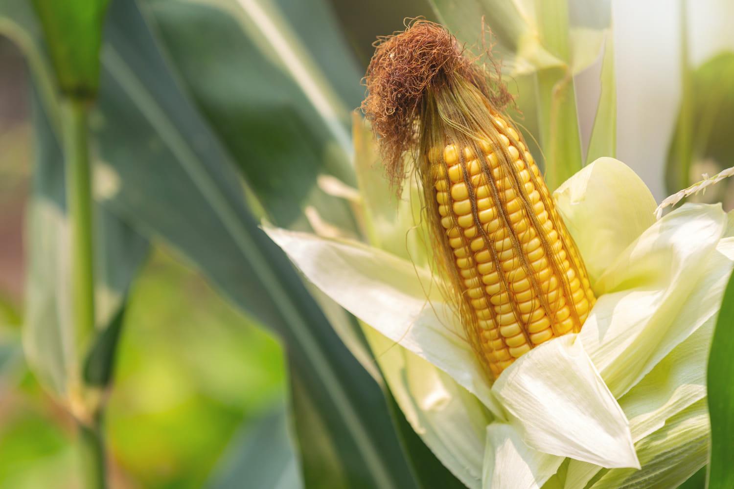 kvplus/articles/6490cae09e36e5b4c08a0e062f9a433b_corn-stalk-ready-harvest-field.jpg