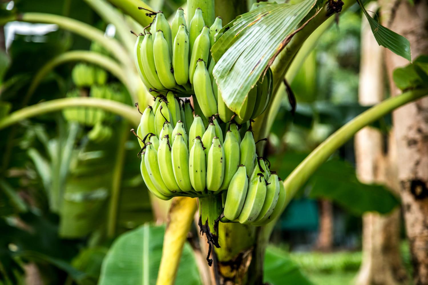 kvplus/articles/704d2c77461fb6723e268af0a6a01549_palm-tree-with-green-bananas.jpg
