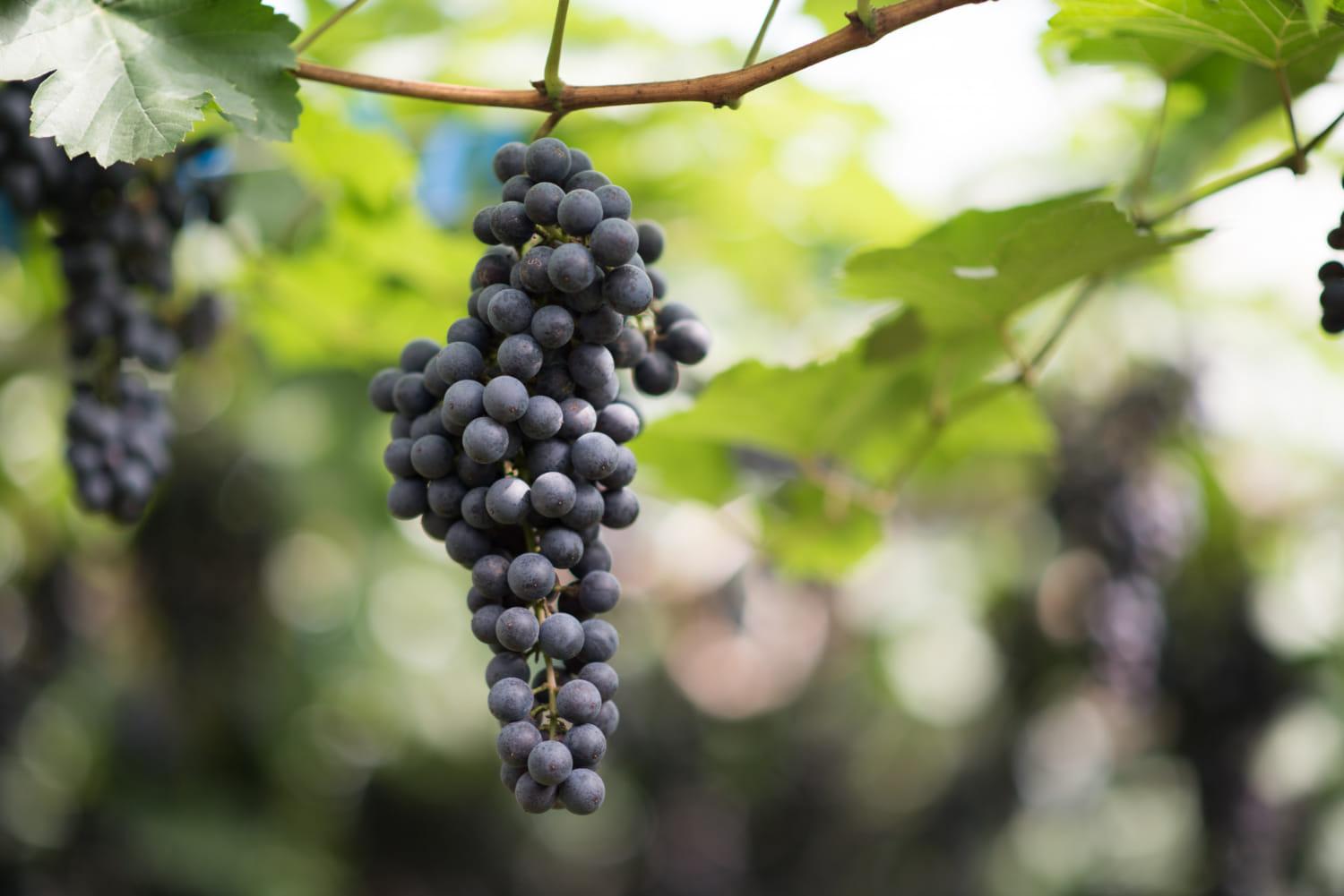 kvplus/articles/7829062dc7622999b17aa95806da8ab2_grape-harvest-farm-1-1.jpg