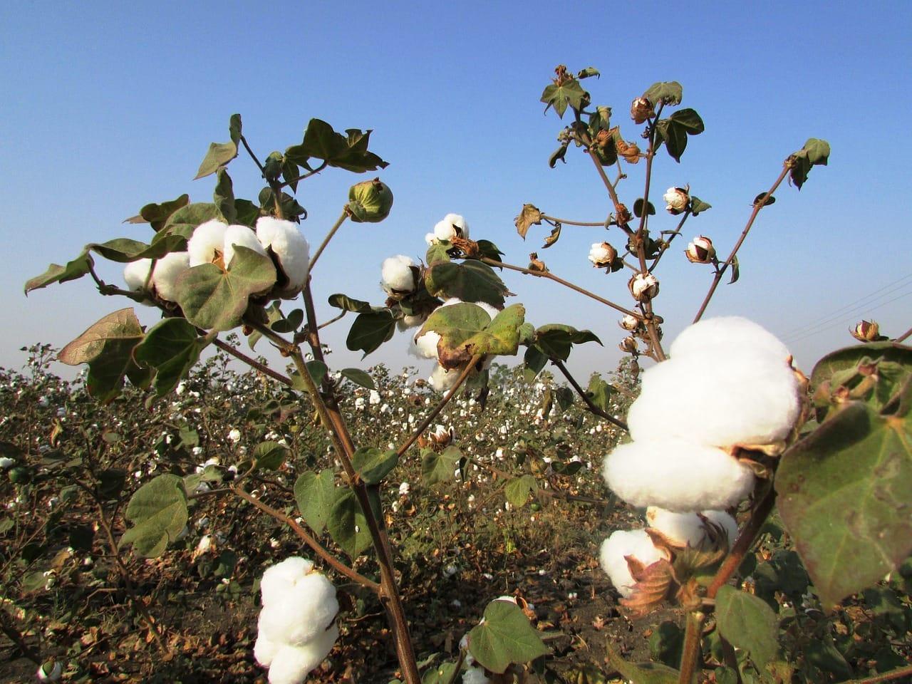 kvplus/articles/885f3342f6d03a53788c3d1464ac3990_cotton-crop-g6f8c215a5_1280.jpg