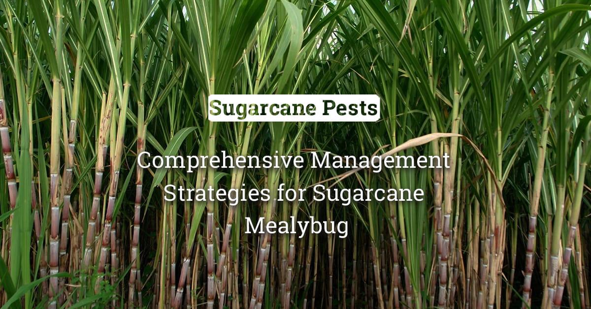 kvplus/articles/8f4930e78e995cace139604fa84f0ed0_Comprehensive-Management-Strategies-for-Sugarcane-Mealybug.jpg