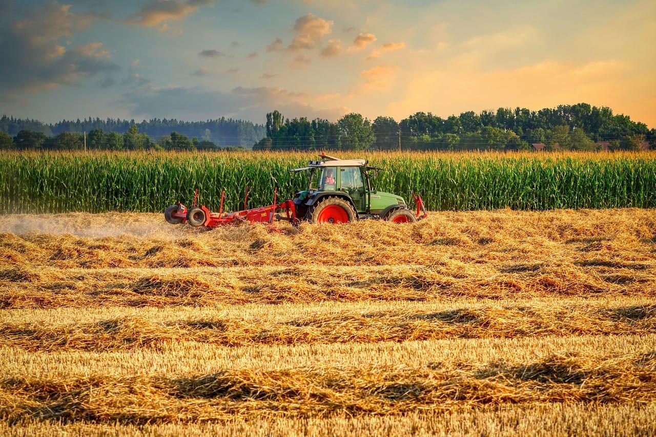 kvplus/articles/cf6a75fc7f36e9145d5c4c3bdb9161fc_cornfield-6550630_1280.jpg