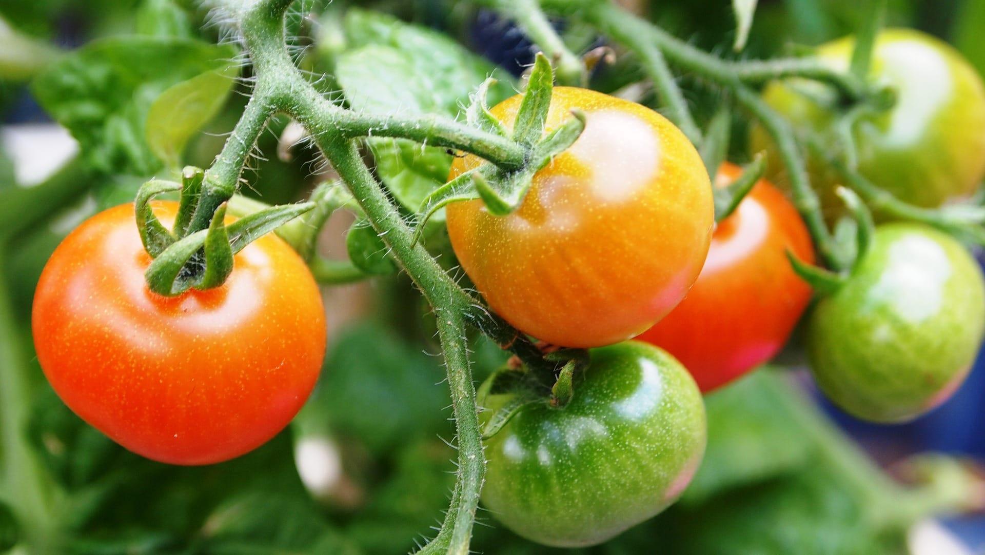 kvplus/articles/dadceb3585d8c252793d34262ce80a5a_tomatoes-g7aa49b07c_1920.jpg