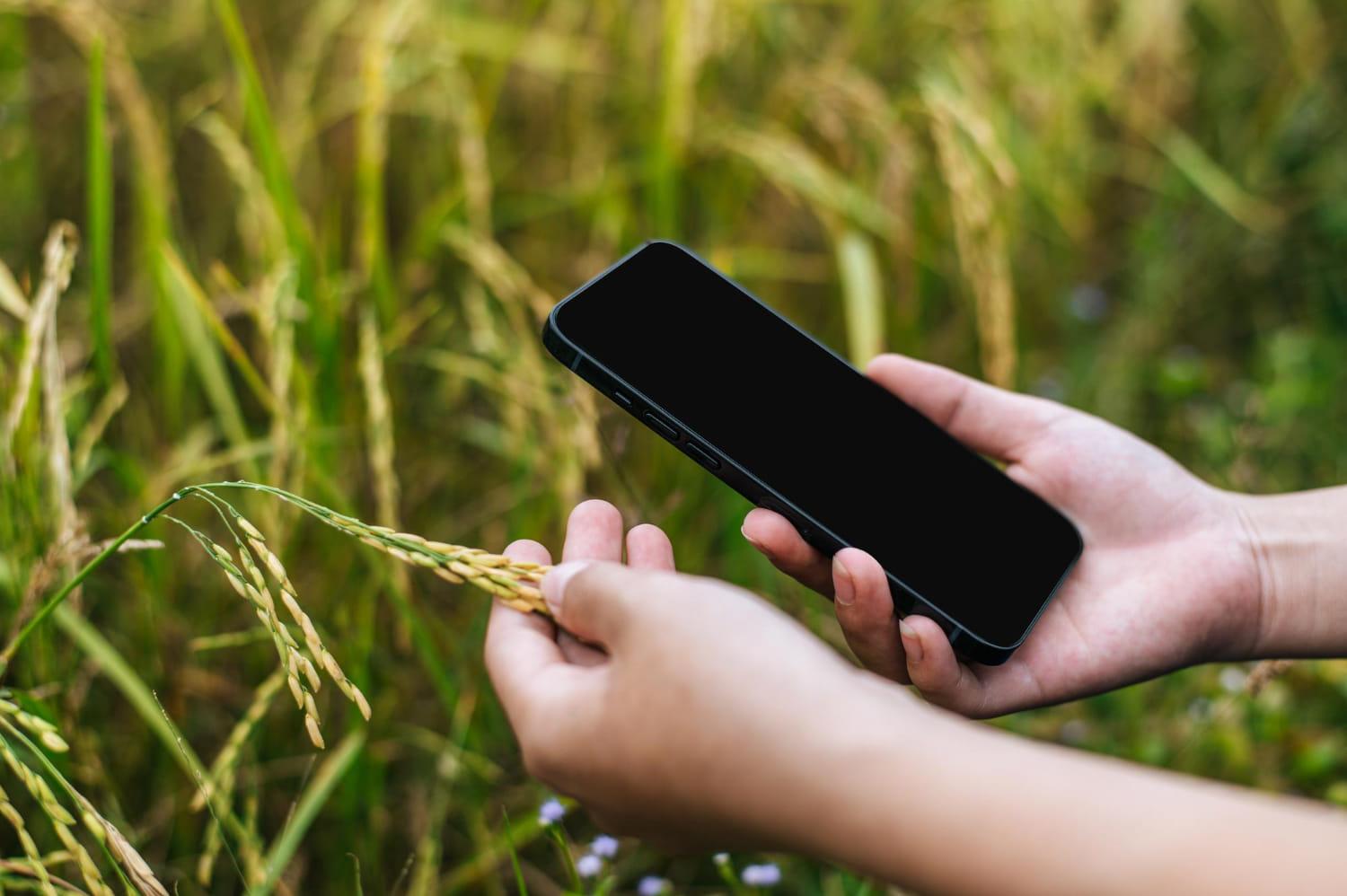 kvplus/articles/e034ed1345ae9d76ab932ceec838c40a_close-up-selective-focus-hand-beautiful-asian-young-woman-farmer-holding-ripe-rice-use-smartphone-organic-rice-field.jpg