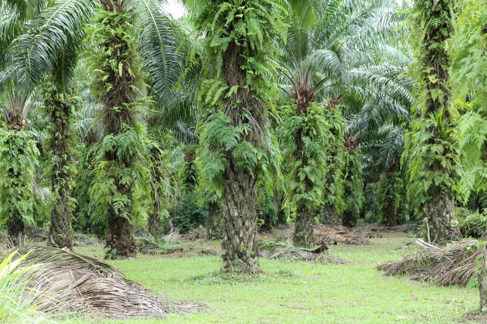 kvplus/articles/e1e757d49b732f2d393669eabe114f1d_oil-palm-plantation-2.jpg