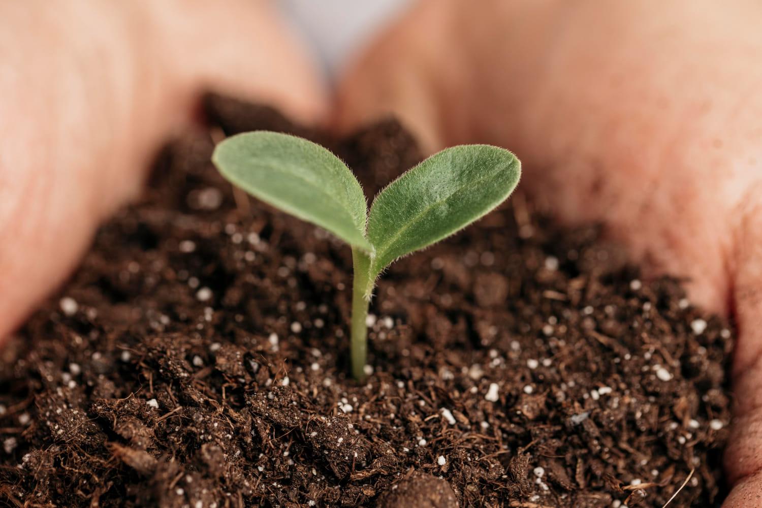 kvplus/articles/e537422ef300fd335763e8e020912af9_close-up-male-hands-holding-soil-plant.jpg