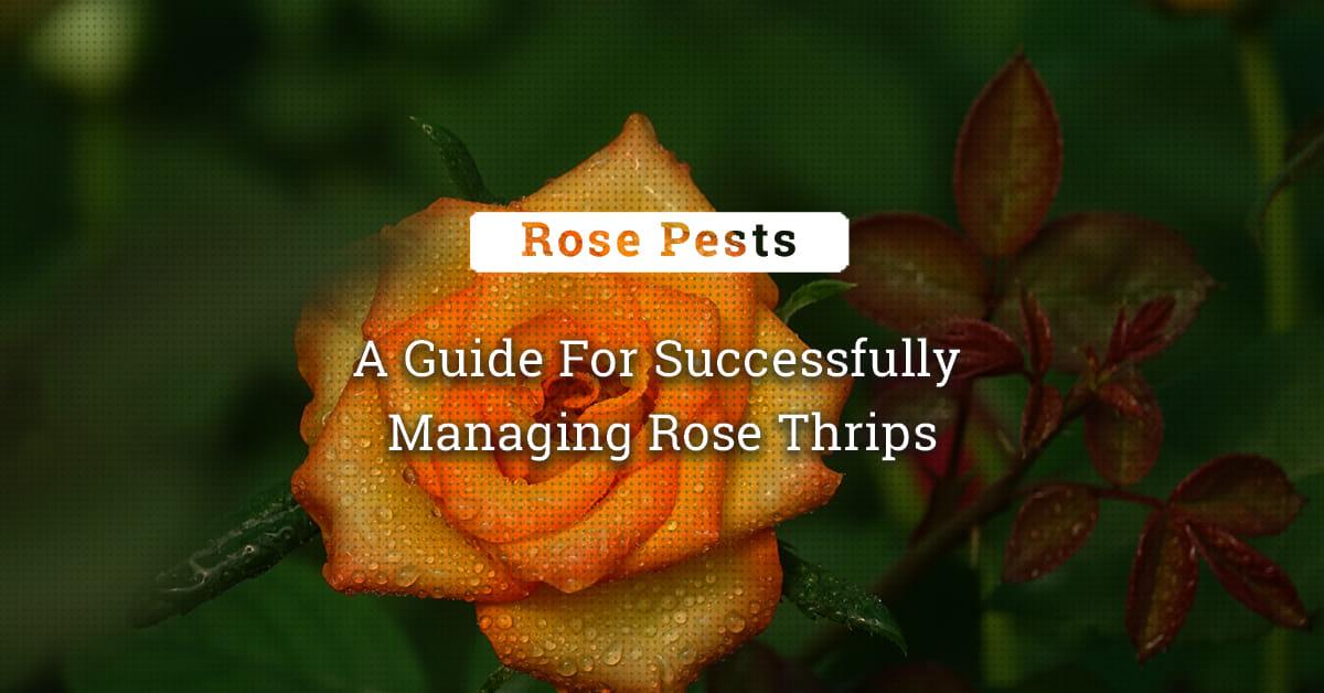 kvplus/articles/eb99cd9abd631d00bf7e937a83c7a7b2_A-Guide-For-Successfully-Managing-Rose-Thrips.jpg