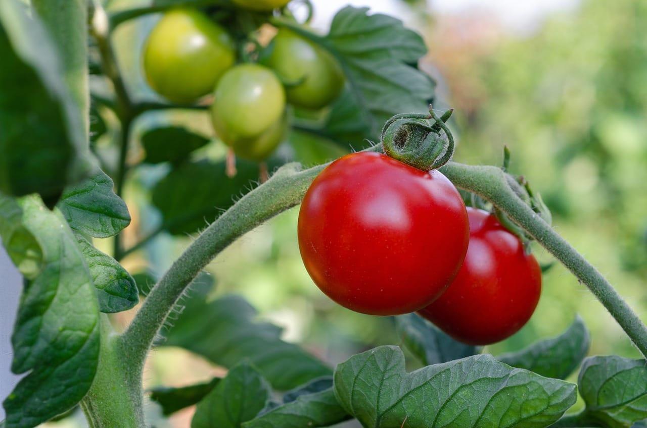 kvplus/articles/ed2b689e952b6f7eb13e543502bb739b_tomatoes-7434956_1280.jpg