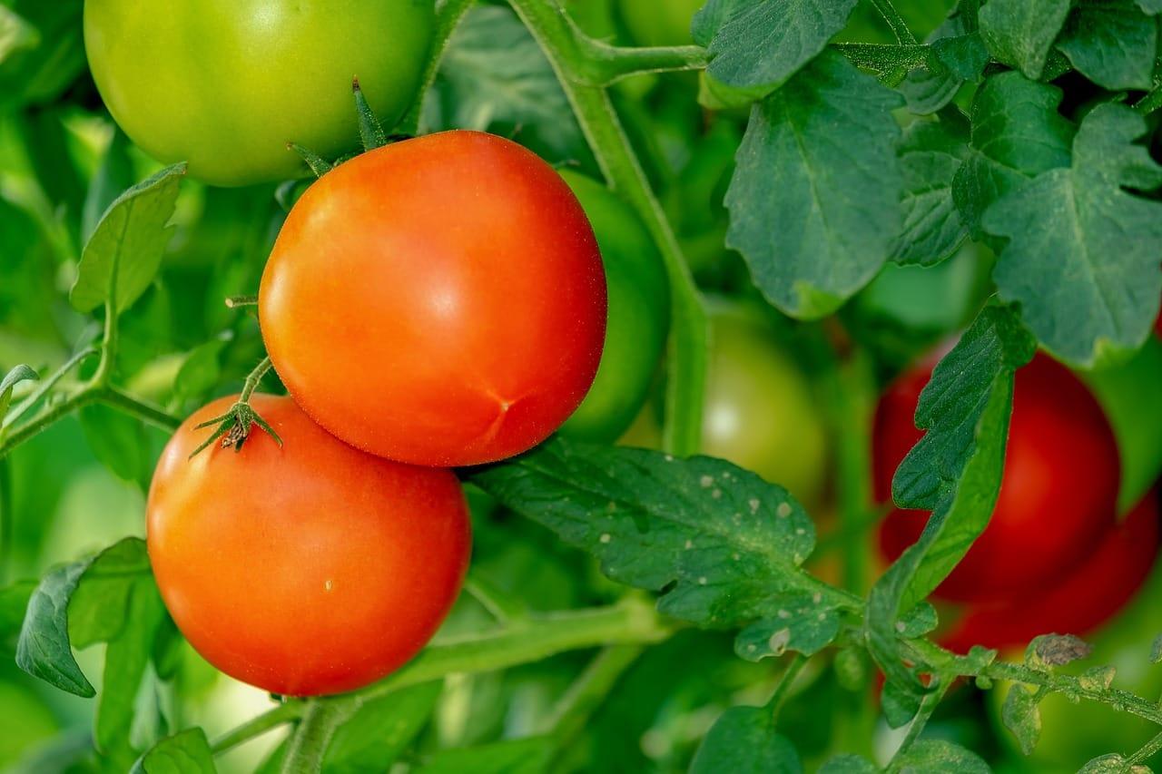 kvplus/articles/f07ca324a650421213732740d35416b2_tomatoes-3702925_1280.jpg