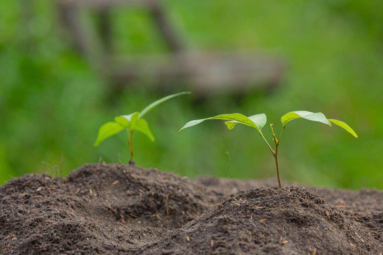kvplus/articles/f173d7ce2fa03ad2050e6e324e2ad999_close-up-picture-sapling-plant-is-growing.jpg